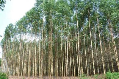 從“致富樹”到“絕后樹” 速生桉的生態(tài)爭議與種植反思
