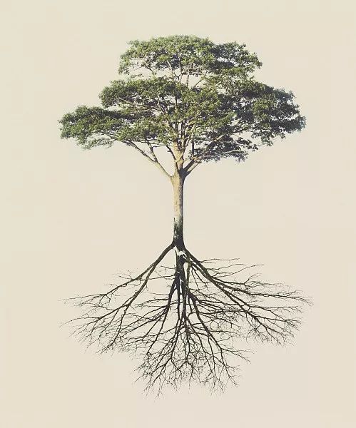 綠化苗木移植過程中土球散了怎么辦？